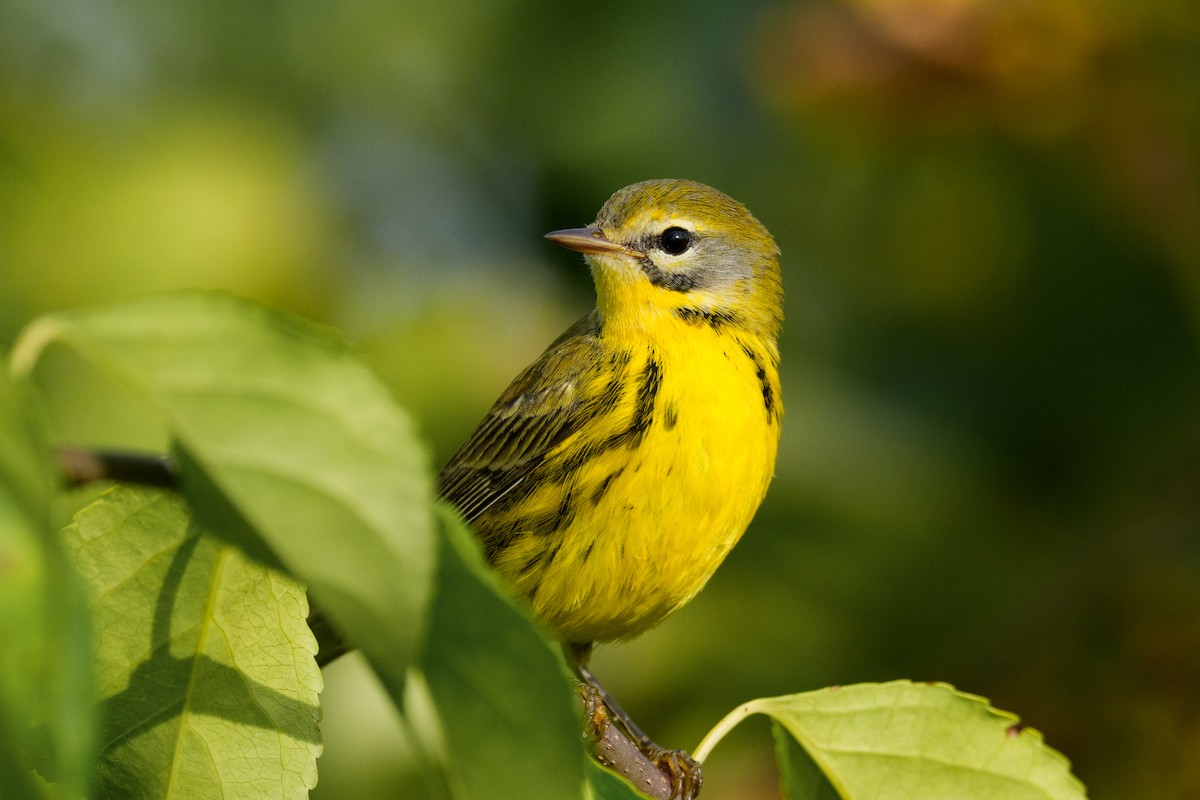 Prairie Warbler - ML642790202