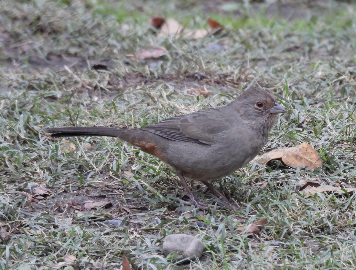 California Towhee - ML642790207