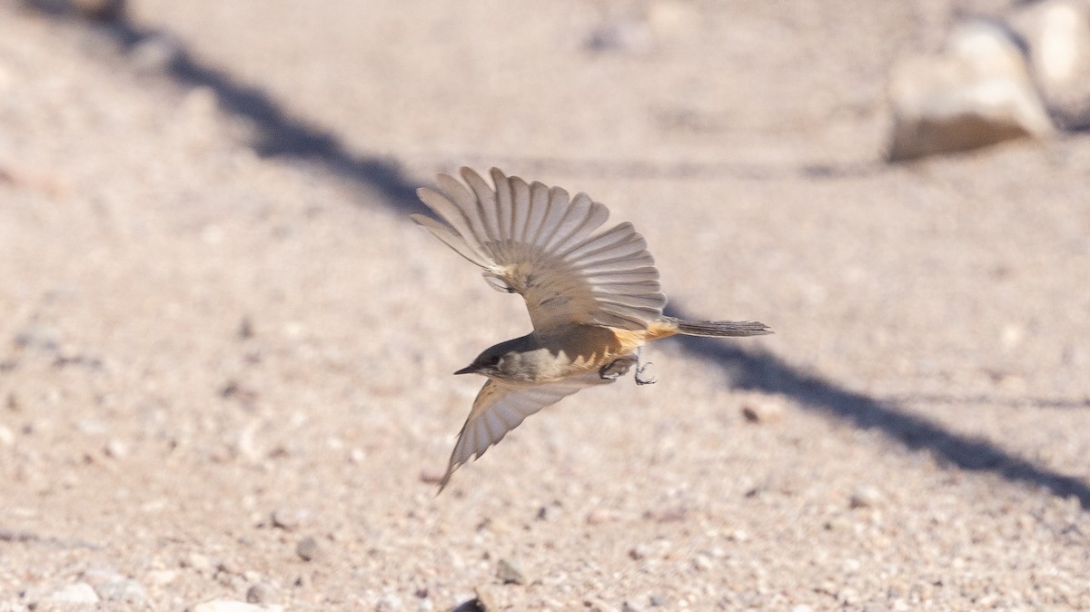 Say's Phoebe - ML642790243