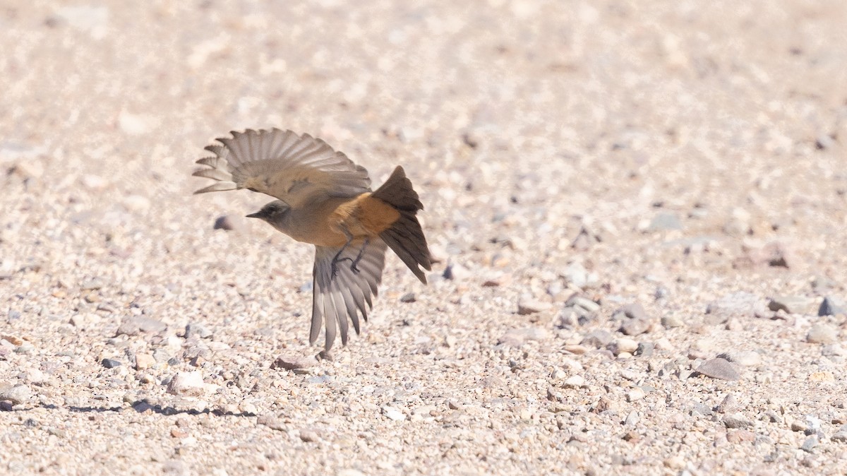 Say's Phoebe - ML642790246