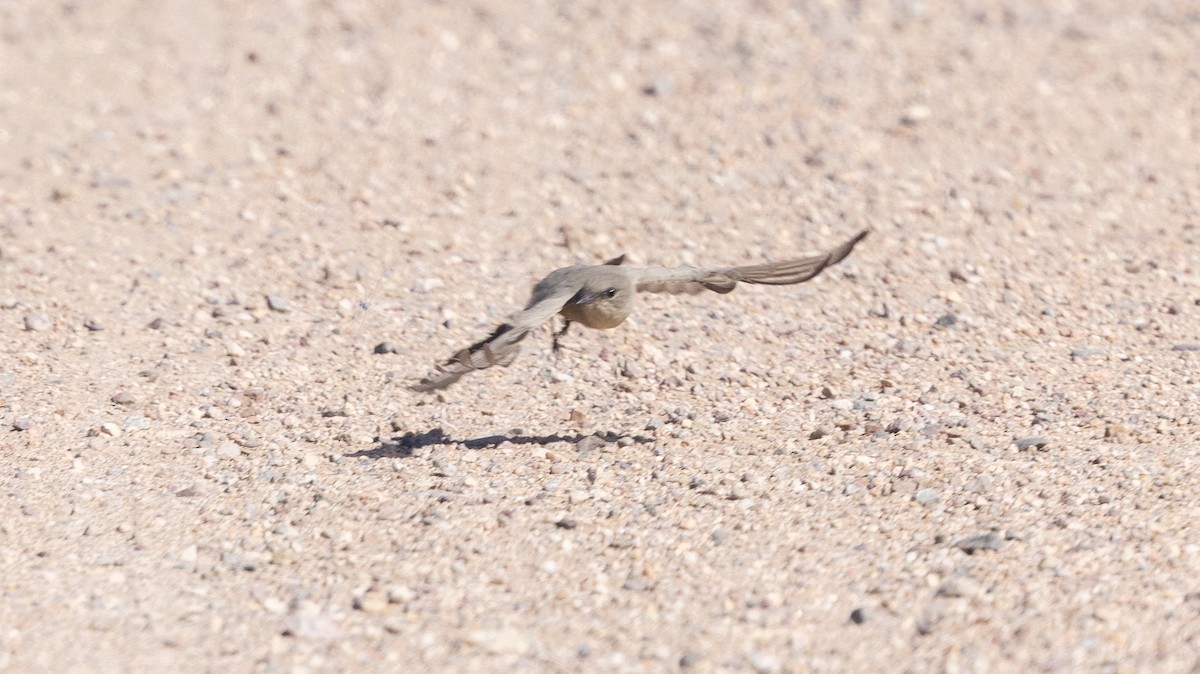 Say's Phoebe - ML642790249