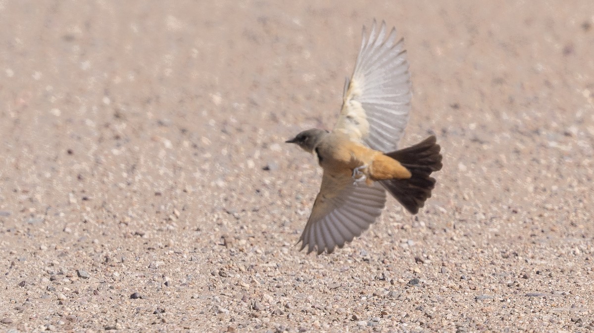 Say's Phoebe - ML642790250