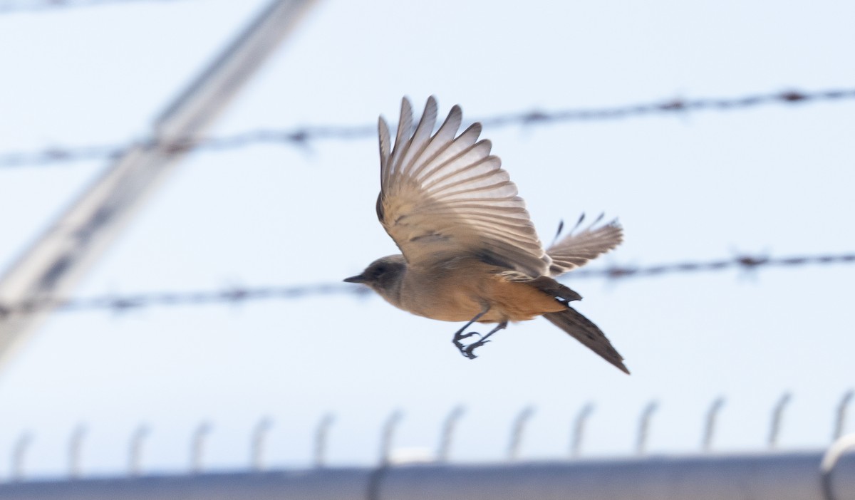 Say's Phoebe - ML642790251