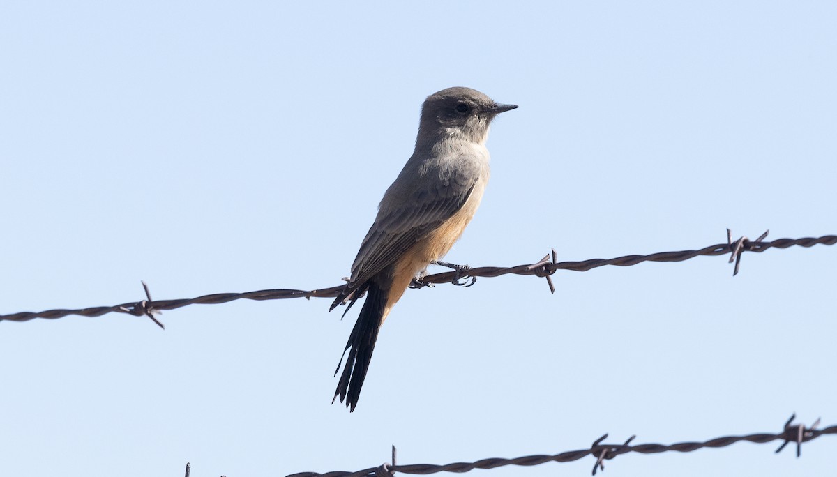 Say's Phoebe - ML642790252