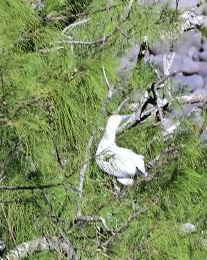 Red-footed Booby - ML642790262