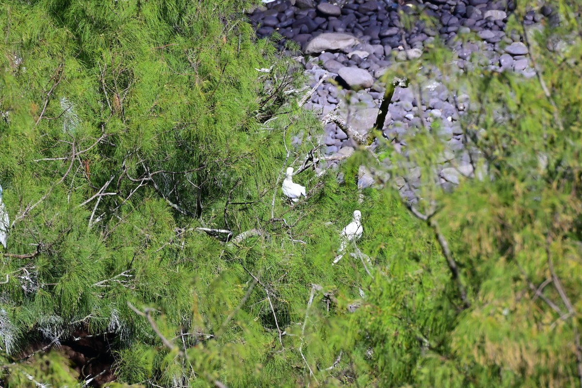 Red-footed Booby - ML642790263