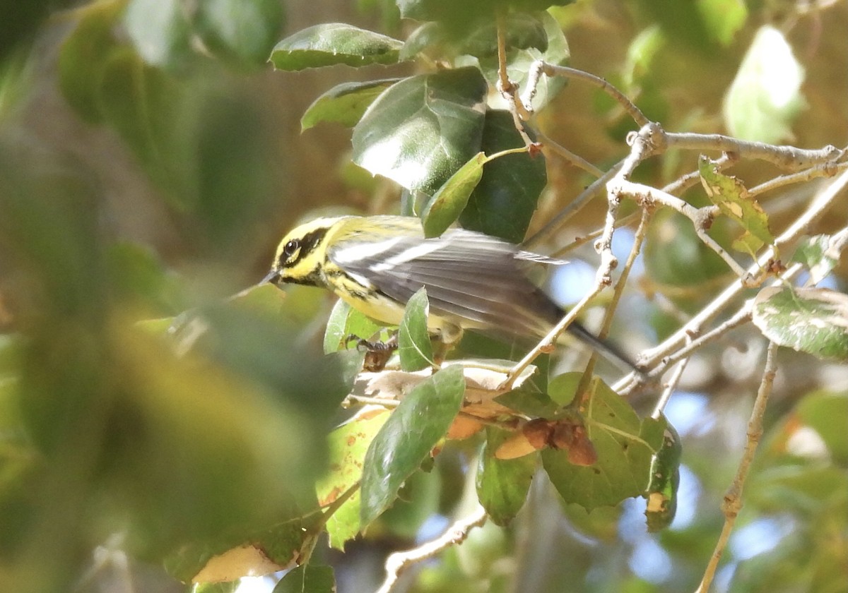 Townsend's Warbler - ML642790264
