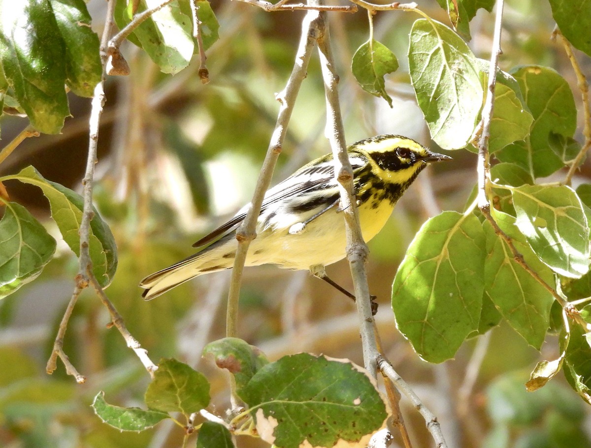 Townsend's Warbler - ML642790265
