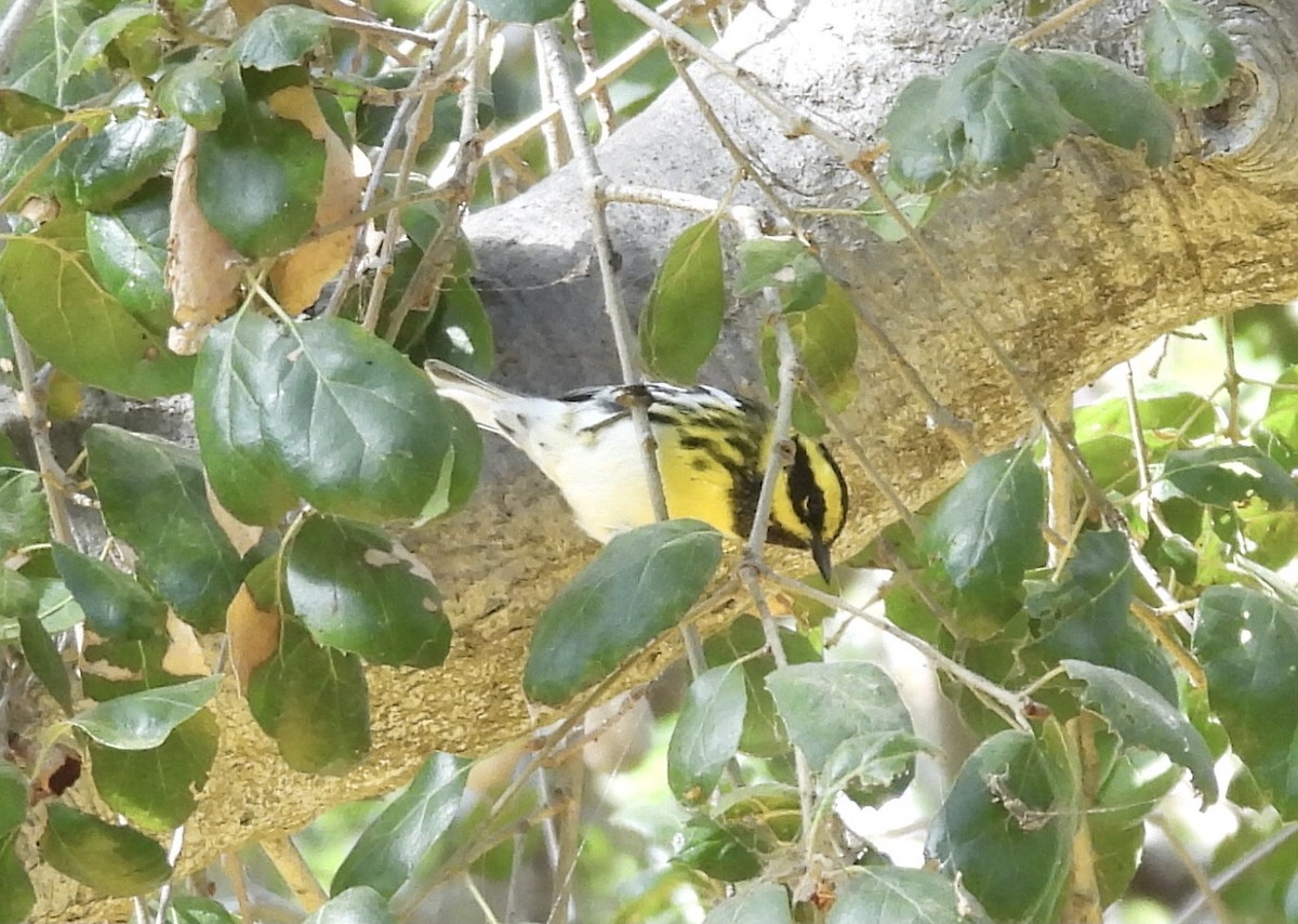 Townsend's Warbler - ML642790266