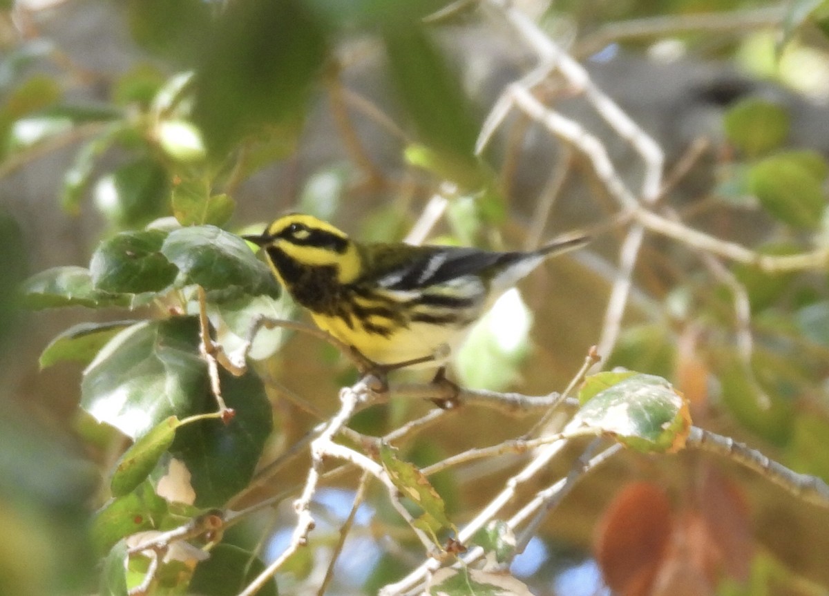 Townsend's Warbler - ML642790267