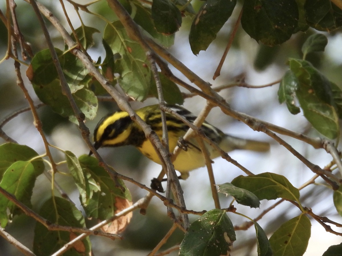 Townsend's Warbler - ML642790268