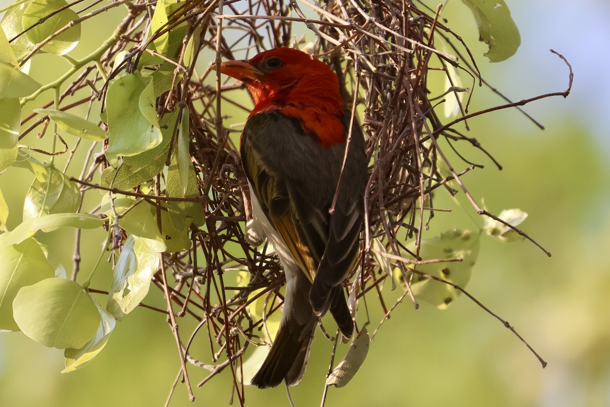 Red-headed Weaver - ML642790271