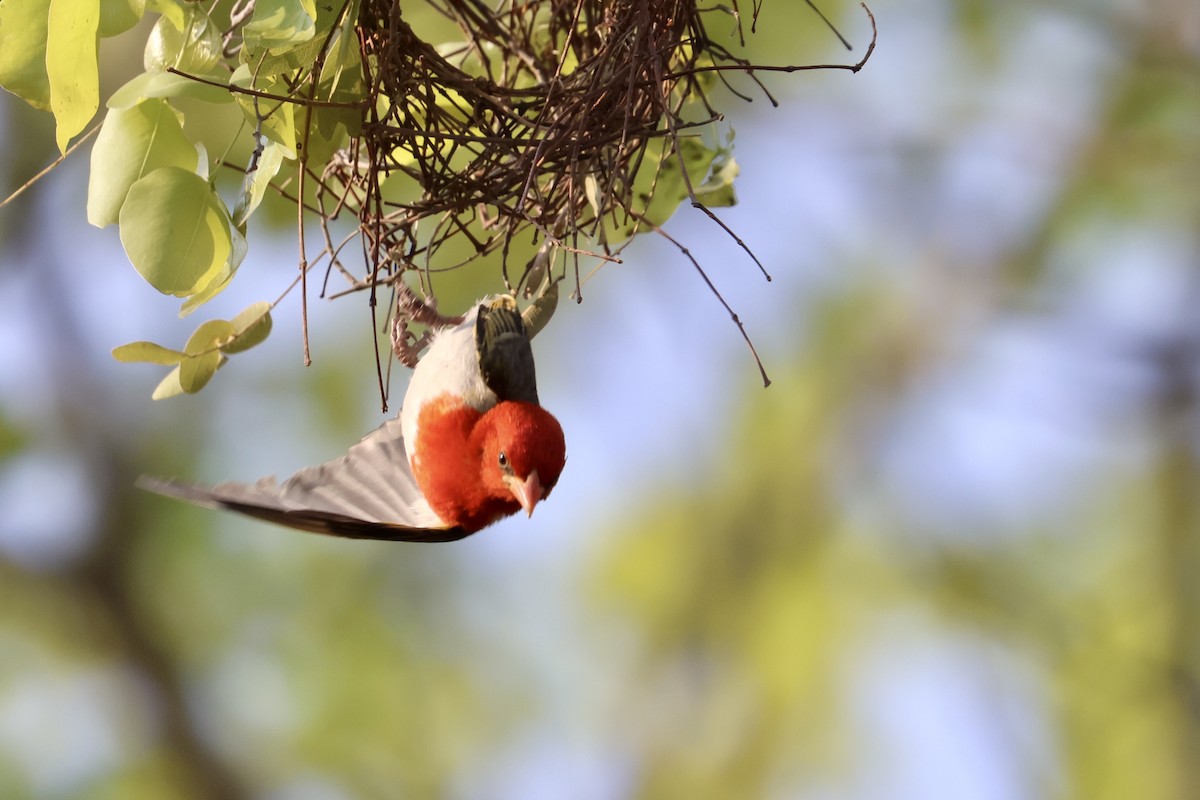 Red-headed Weaver - ML642790272