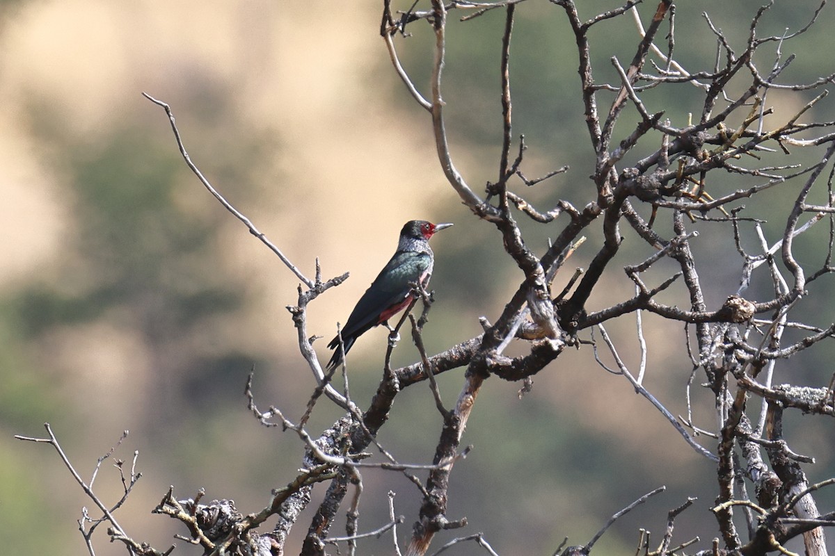 Lewis's Woodpecker - ML642790273
