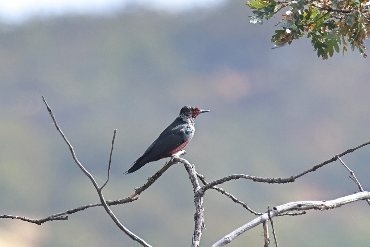 Lewis's Woodpecker - ML642790276