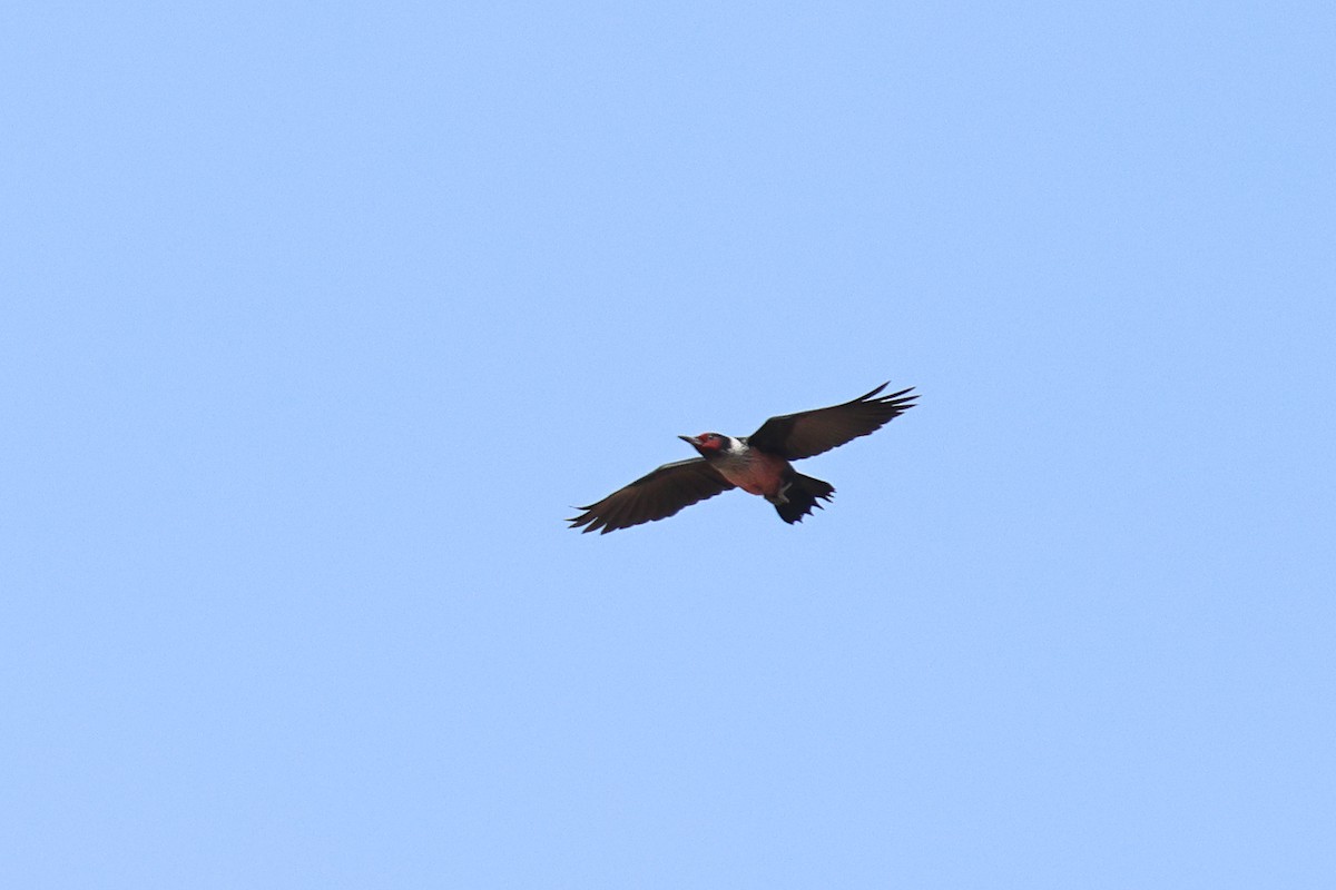 Lewis's Woodpecker - ML642790279