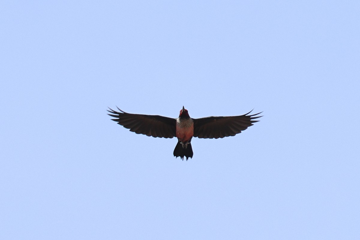 Lewis's Woodpecker - ML642790280