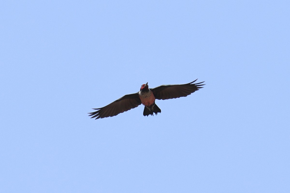 Lewis's Woodpecker - ML642790282