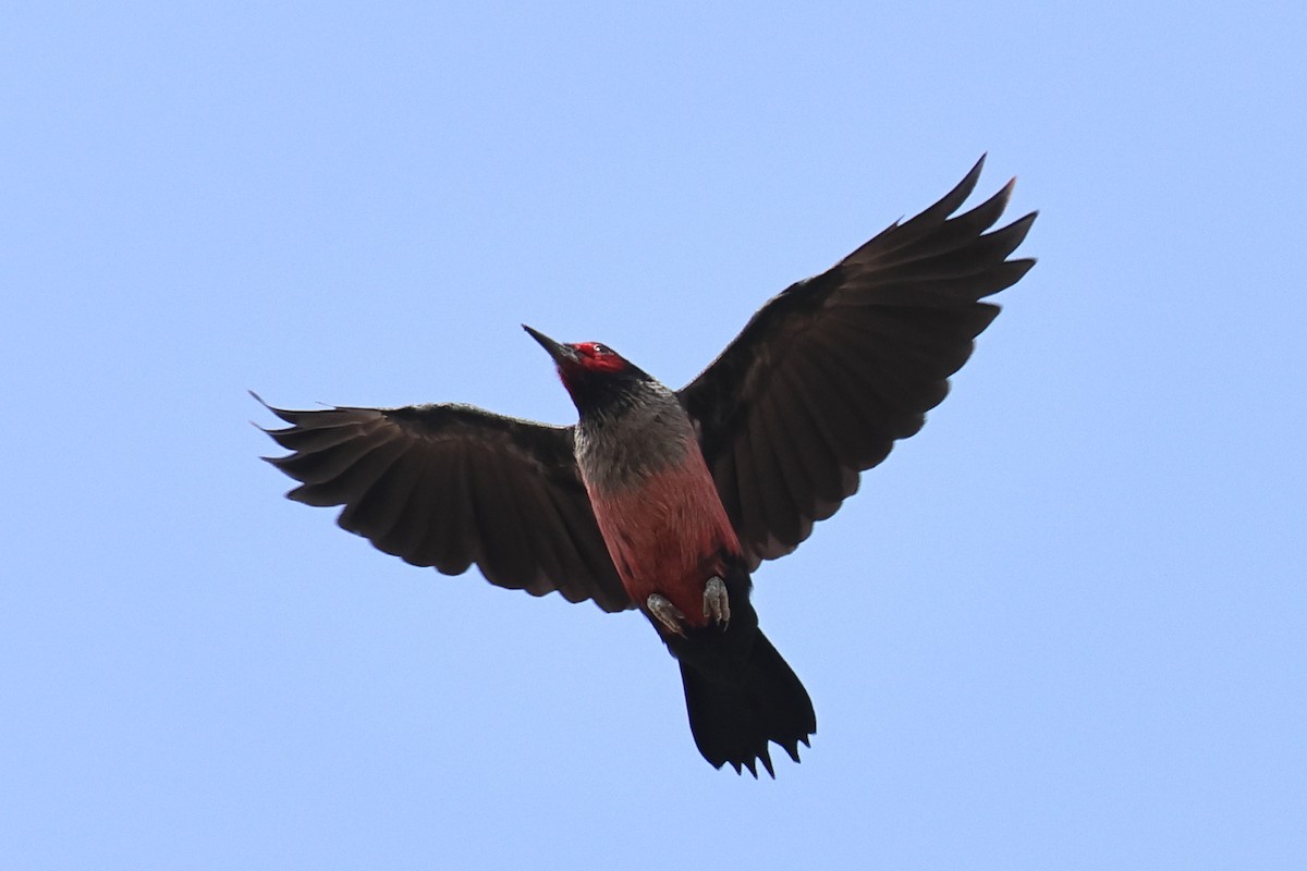 Lewis's Woodpecker - ML642790283