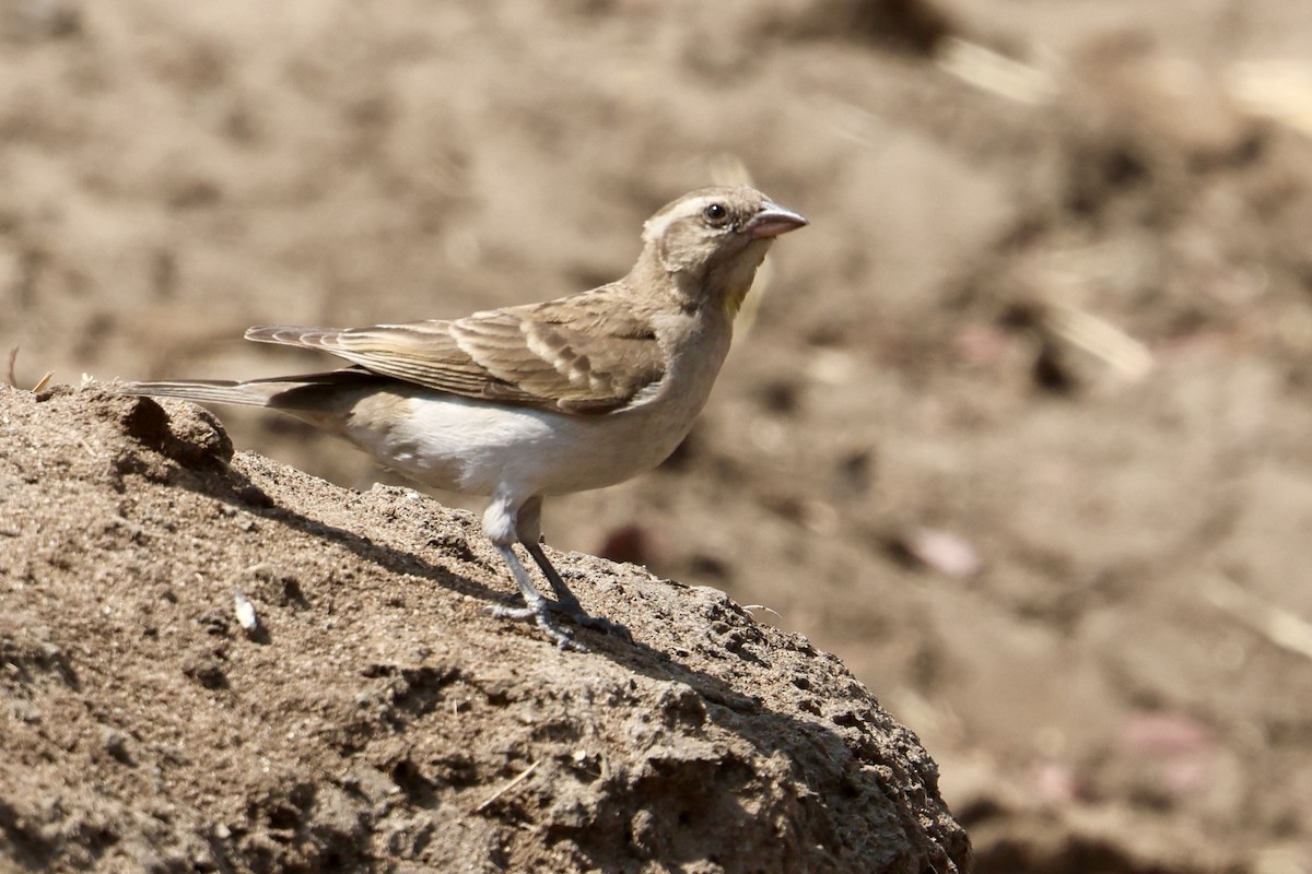 Yellow-throated Bush Sparrow - ML642790284