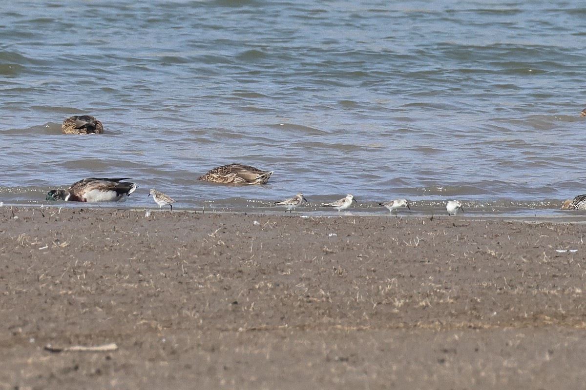 Western Sandpiper - ML642790317