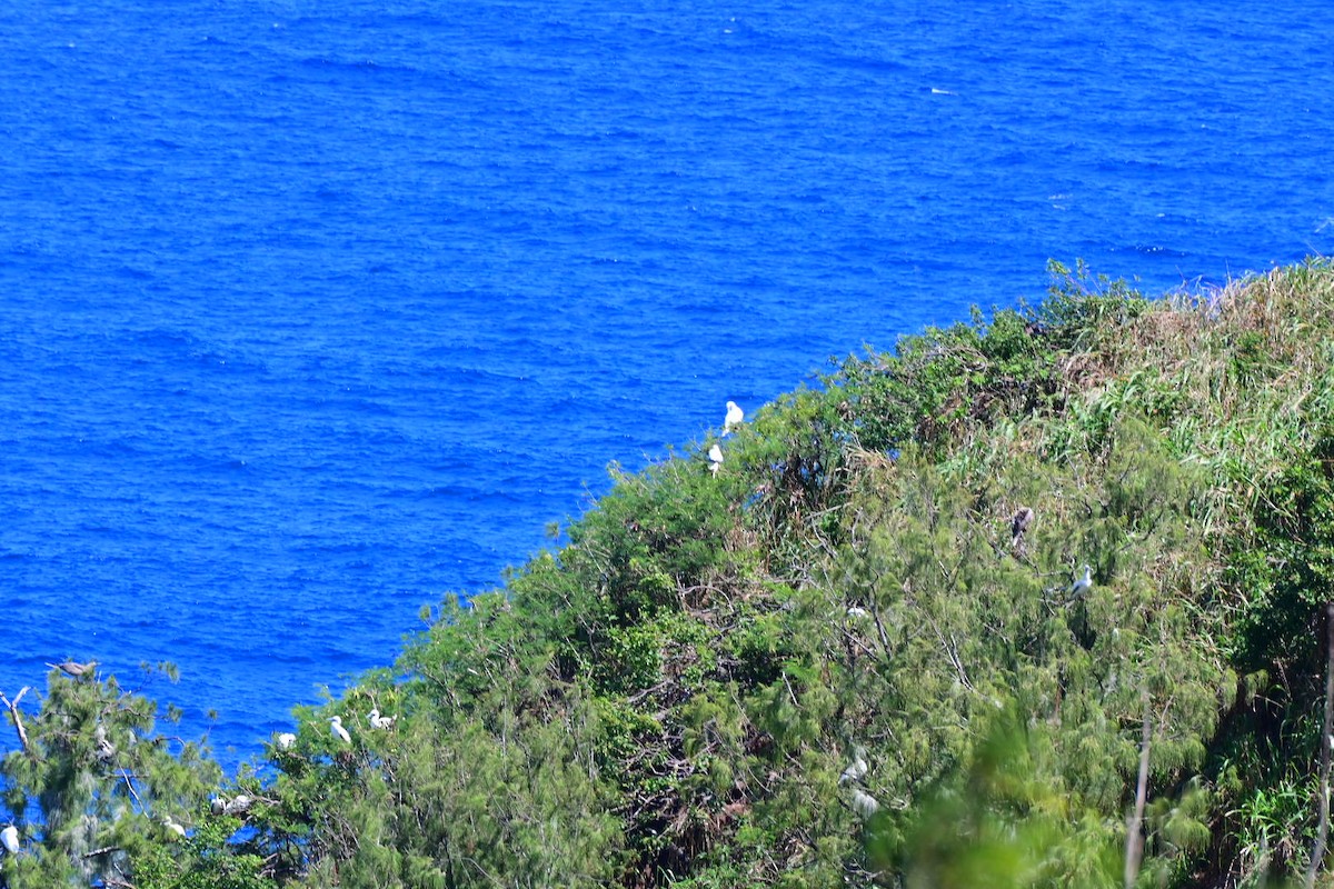 Red-footed Booby - ML642790359