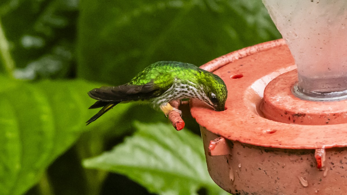 Peruvian Racket-tail - ML642790373