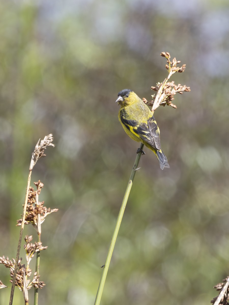 Andean Siskin - ML642790381