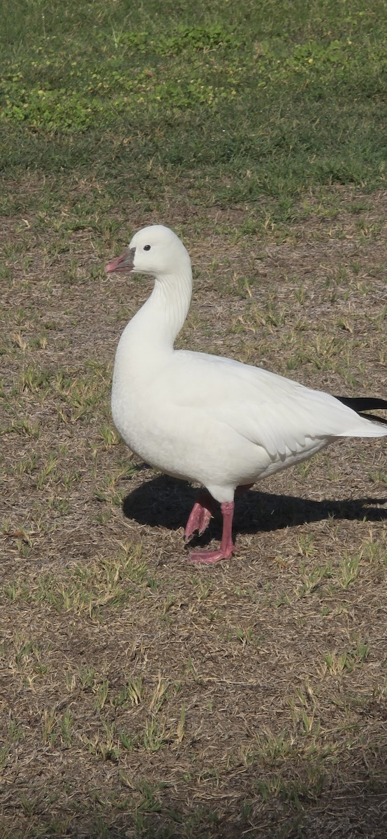 Snow x Ross's Goose (hybrid) - ML642790387