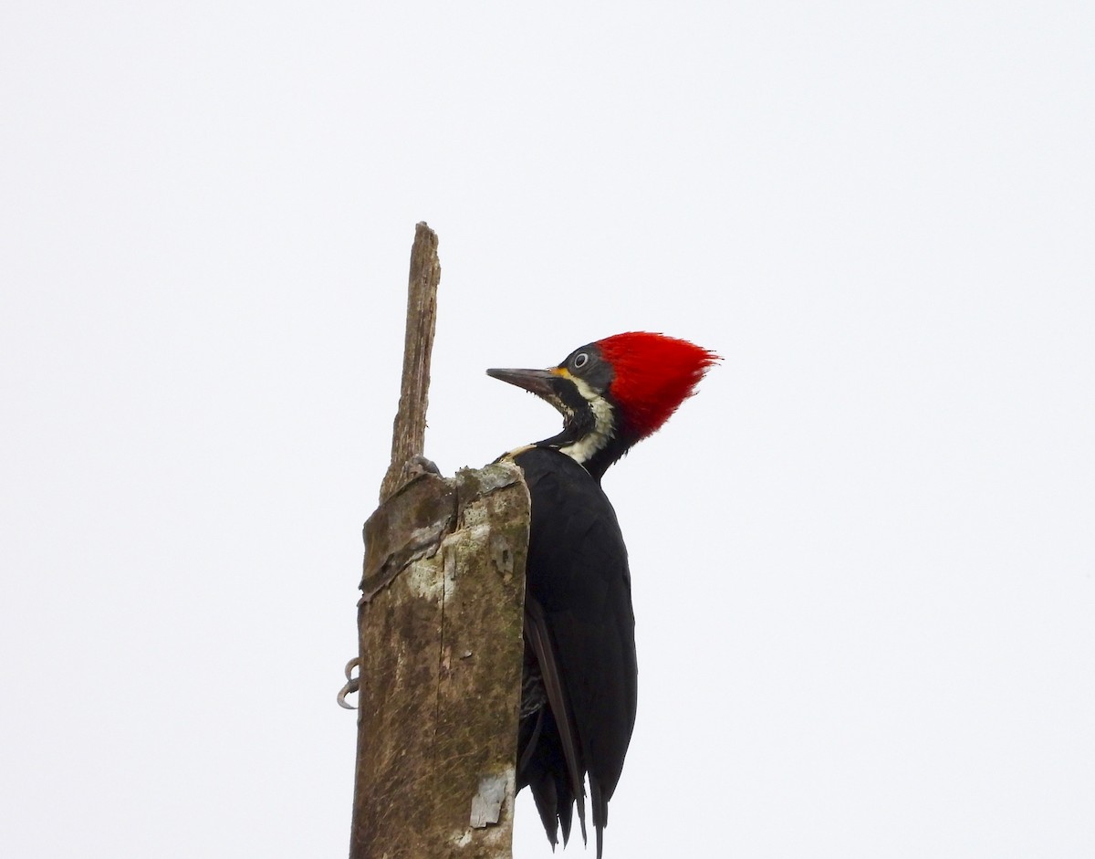 Lineated Woodpecker - ML642790388