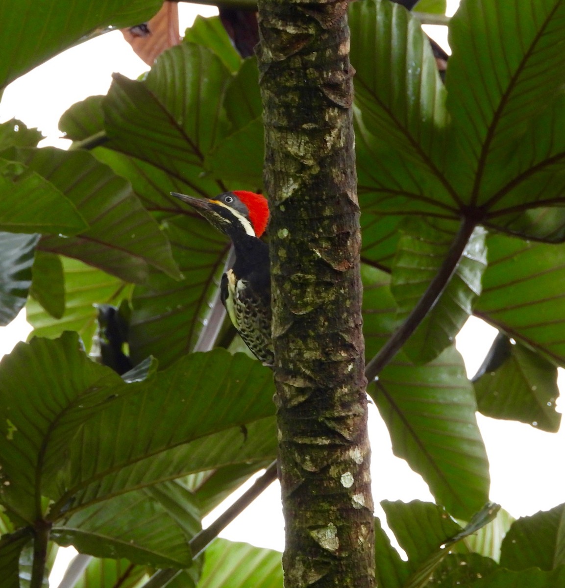 Lineated Woodpecker - ML642790389