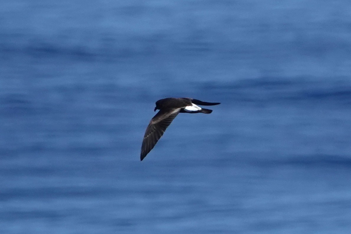 Townsend's Storm-Petrel - ML642790424