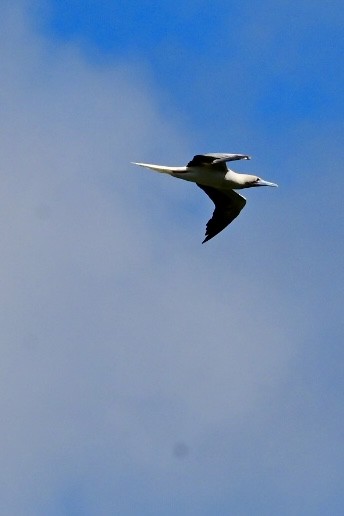 Red-footed Booby - ML642790429