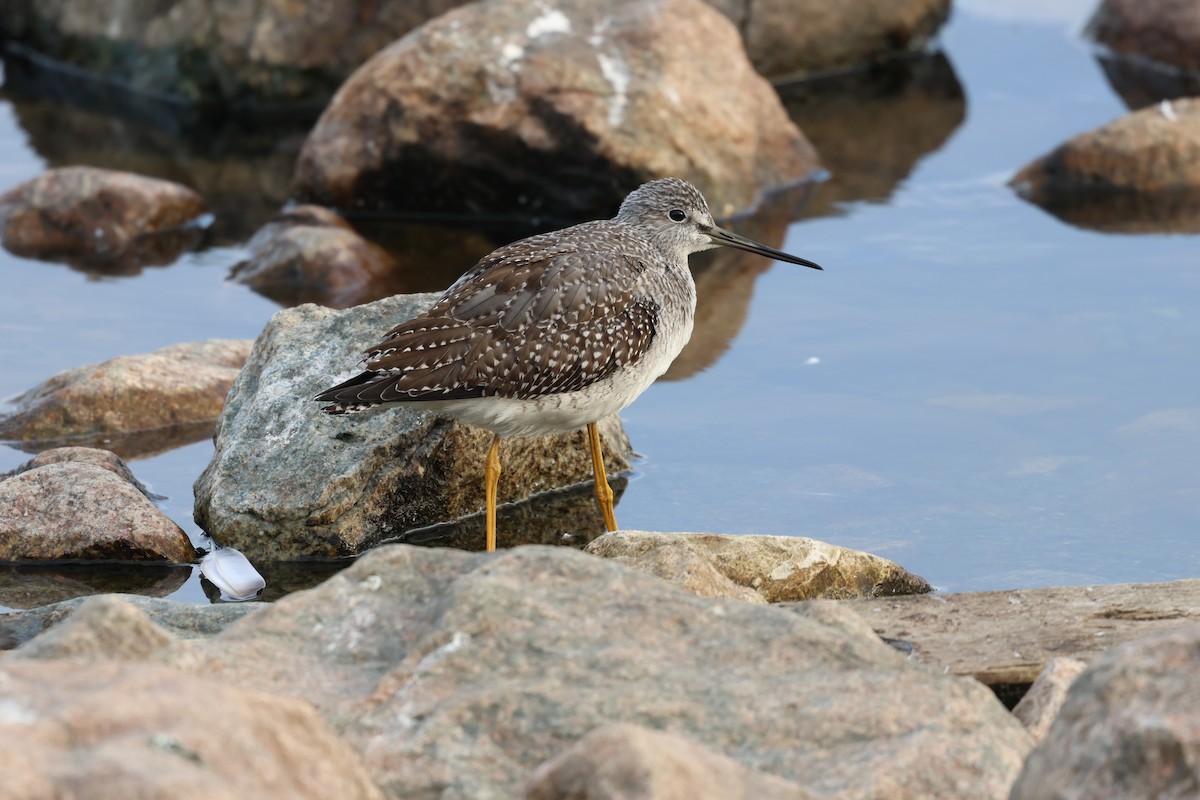 Greater Yellowlegs - ML642790435