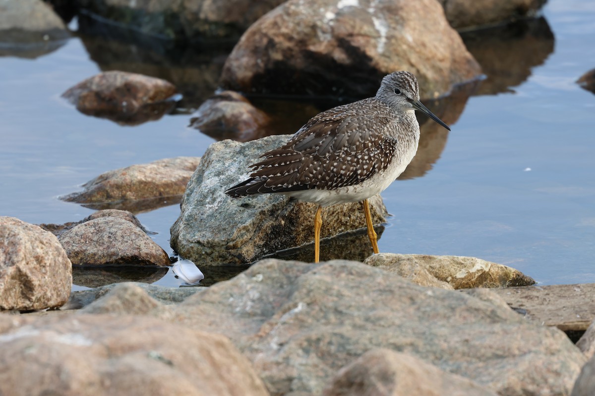 Greater Yellowlegs - ML642790440