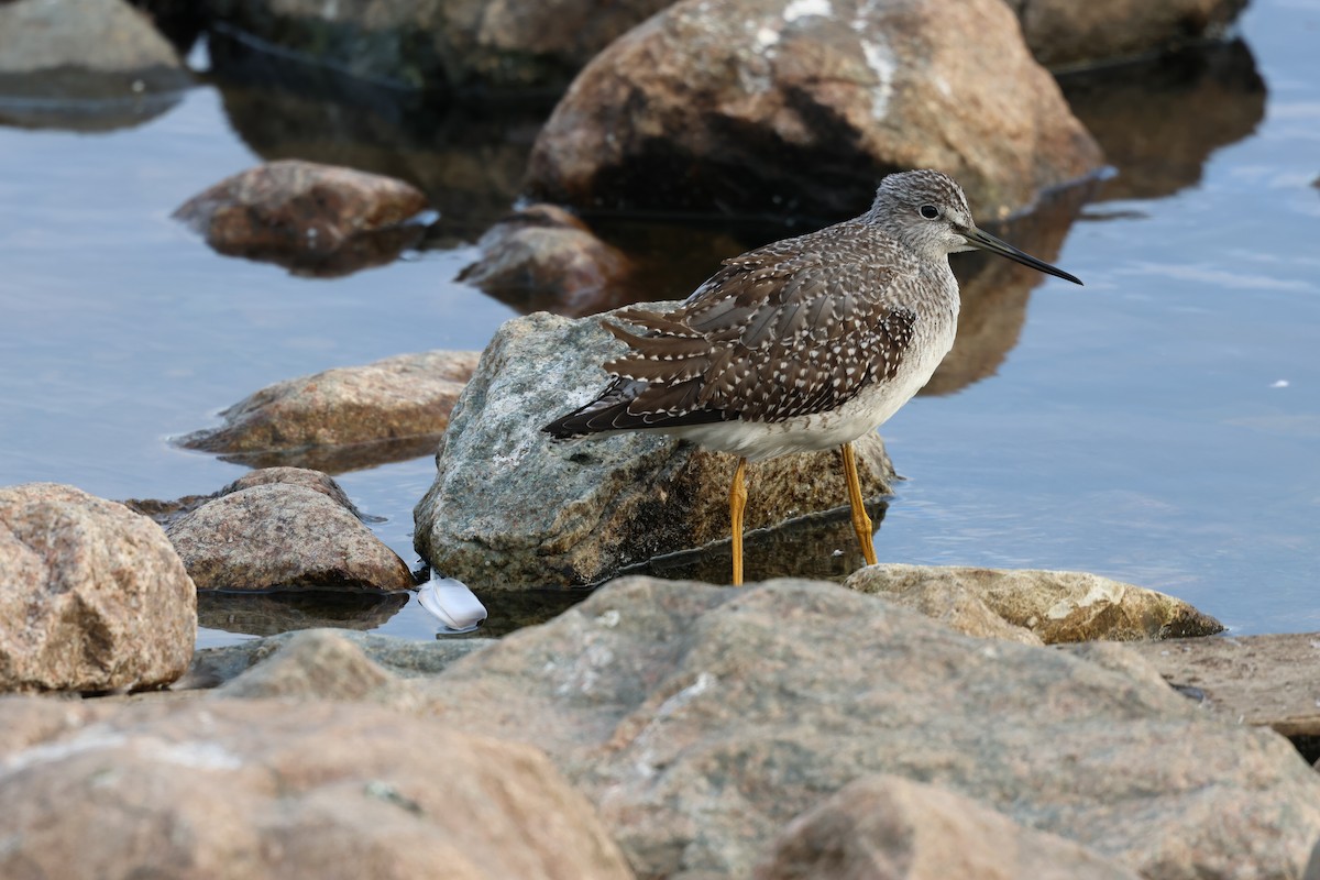 Greater Yellowlegs - ML642790452