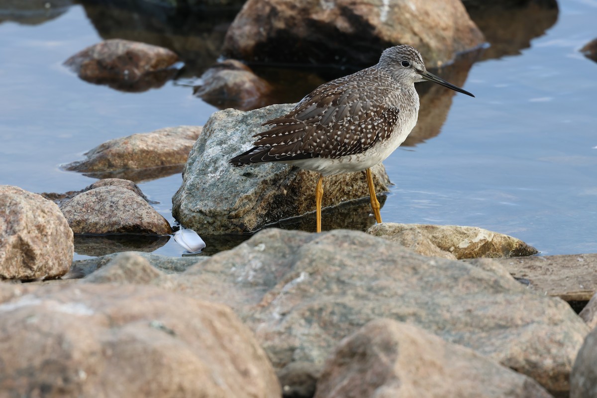 Greater Yellowlegs - ML642790464