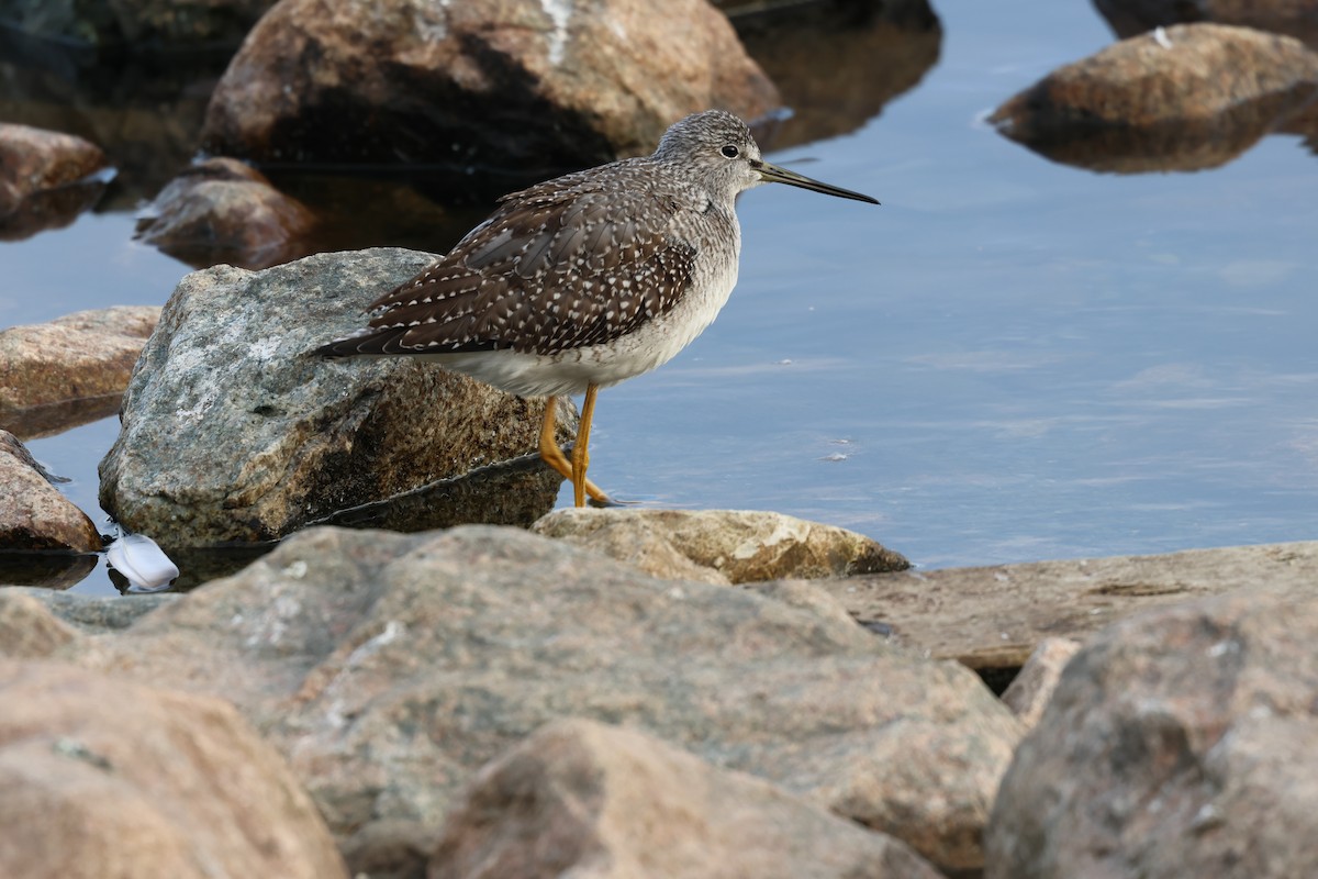 Greater Yellowlegs - ML642790479