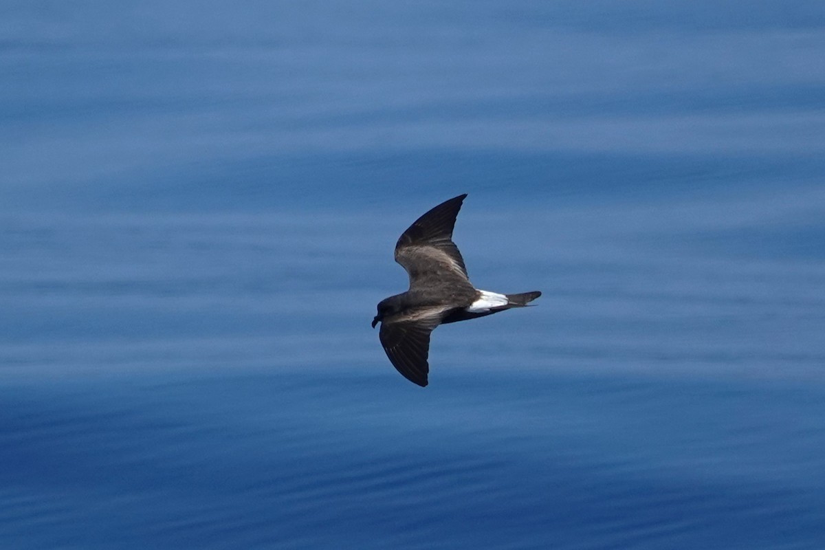 Townsend's Storm-Petrel - ML642790486