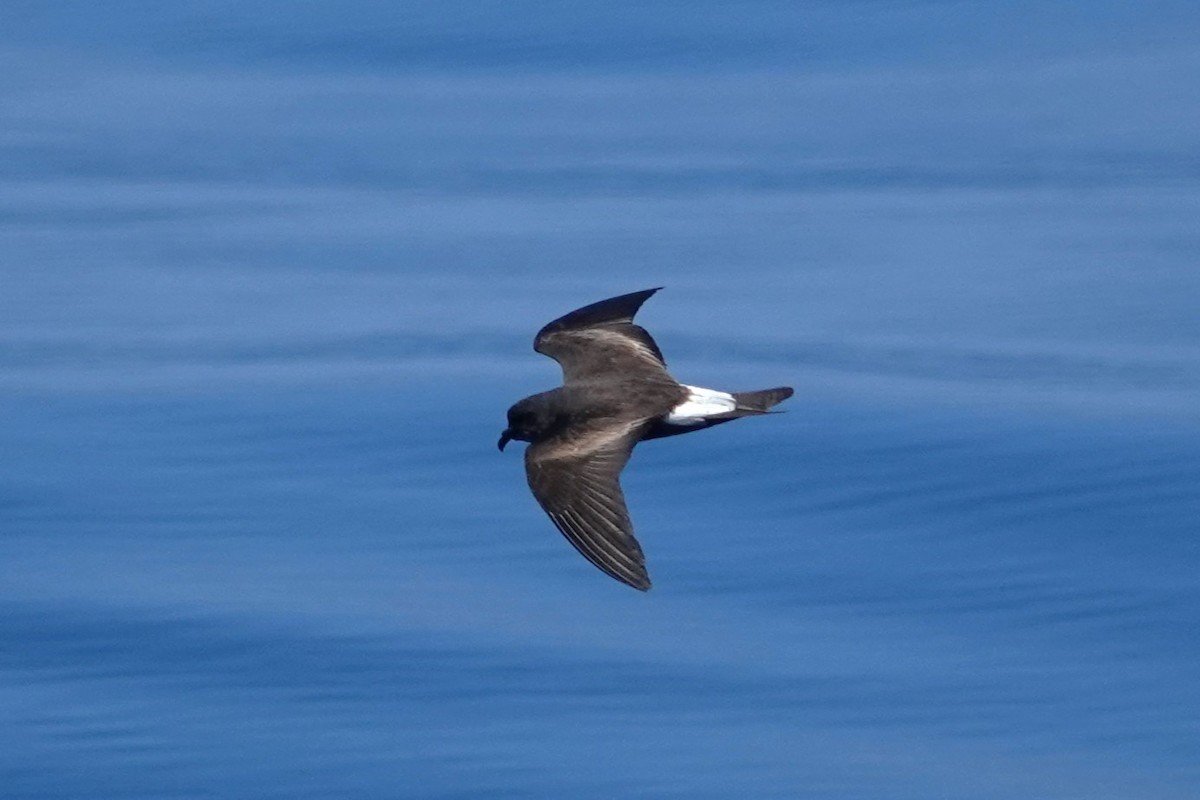 Townsend's Storm-Petrel - ML642790488