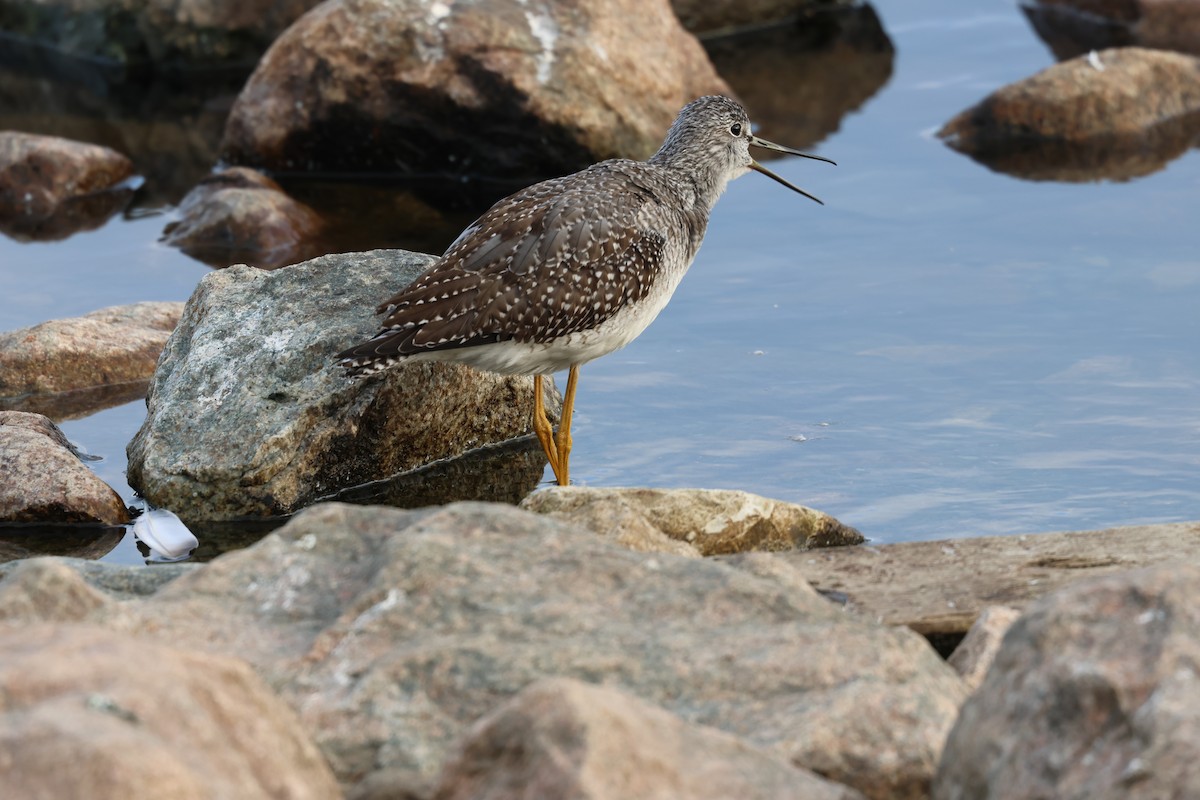 Greater Yellowlegs - ML642790491