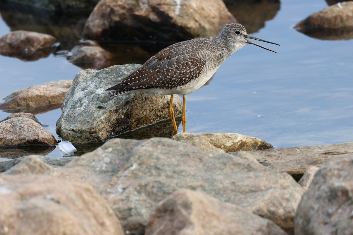 Greater Yellowlegs - ML642790501