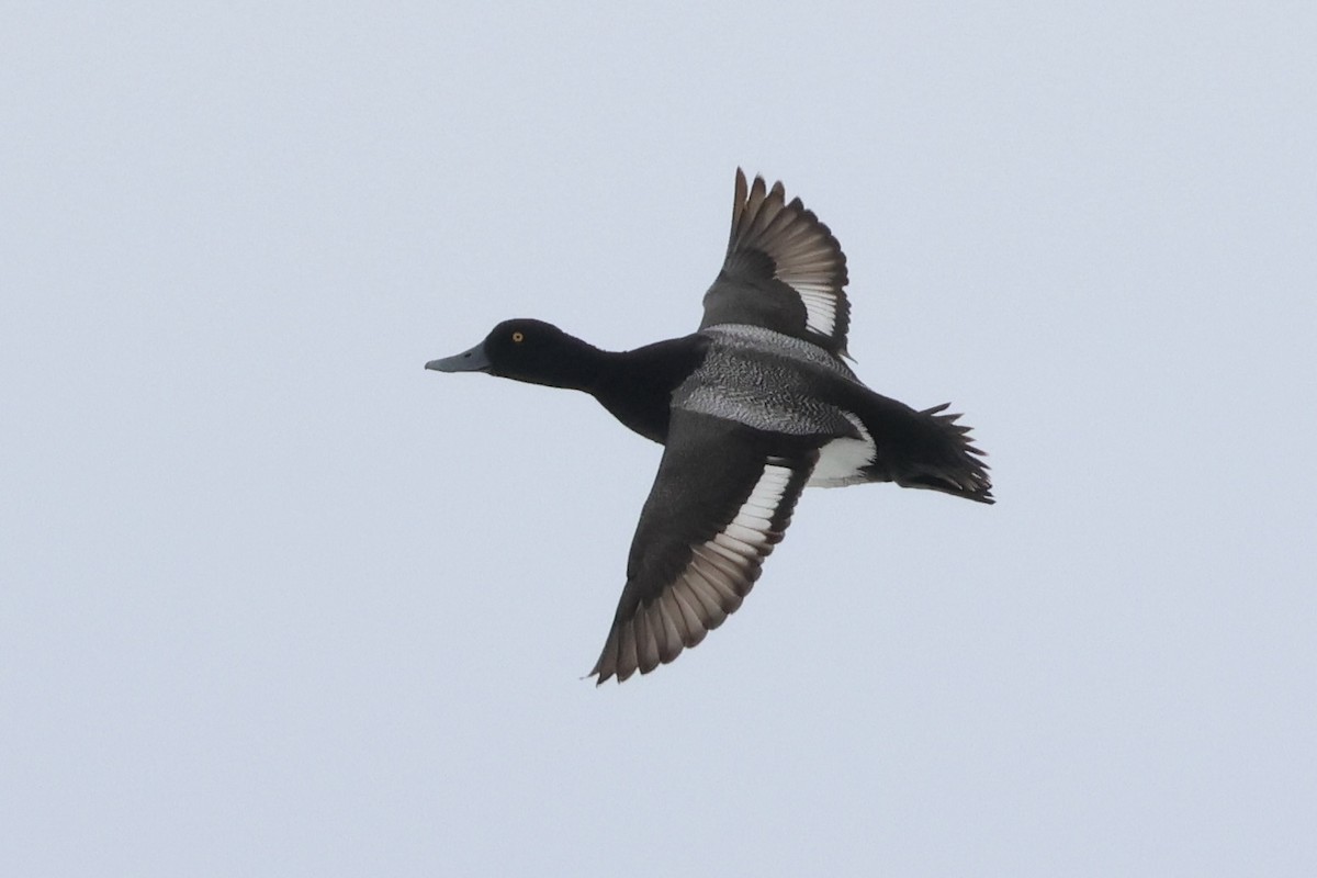 Lesser Scaup - ML642790507