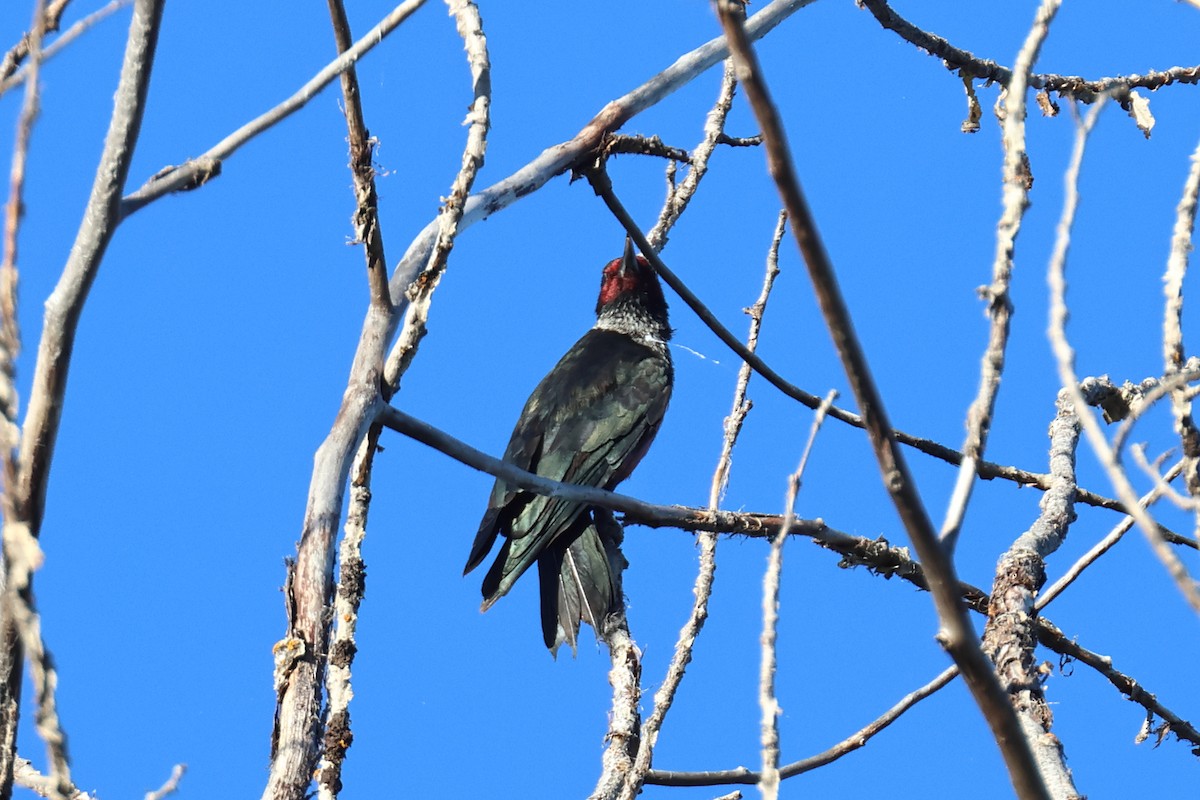 Lewis's Woodpecker - ML642790509