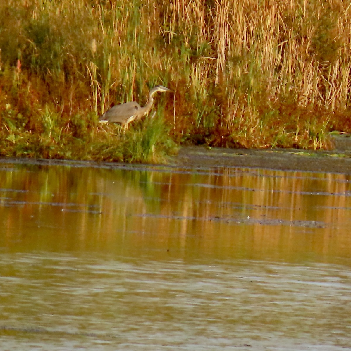 Great Blue Heron - ML642790510