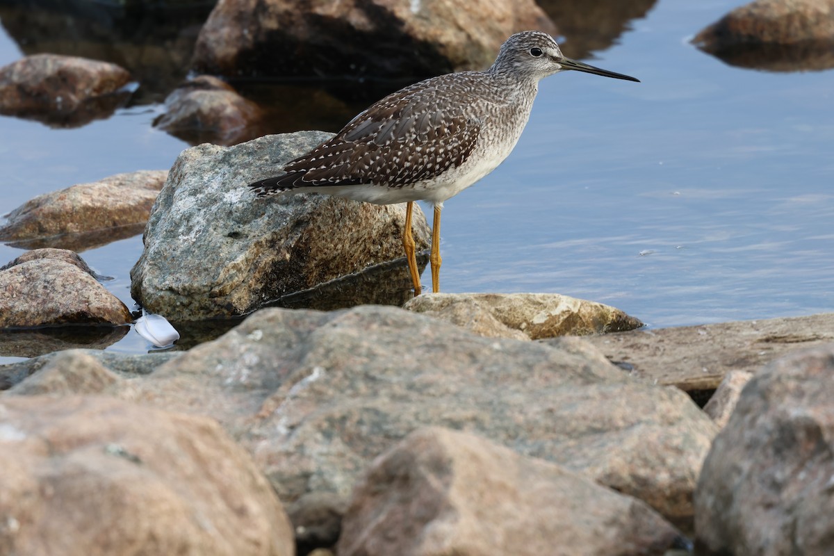 Greater Yellowlegs - ML642790514