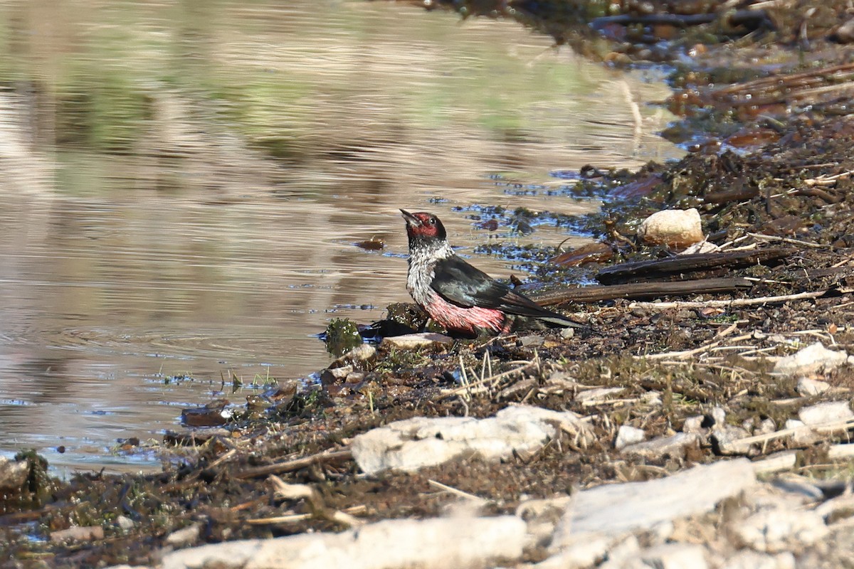 Lewis's Woodpecker - ML642790524