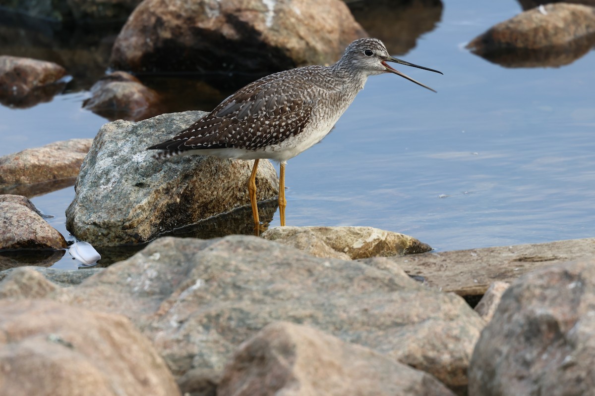 Greater Yellowlegs - ML642790527