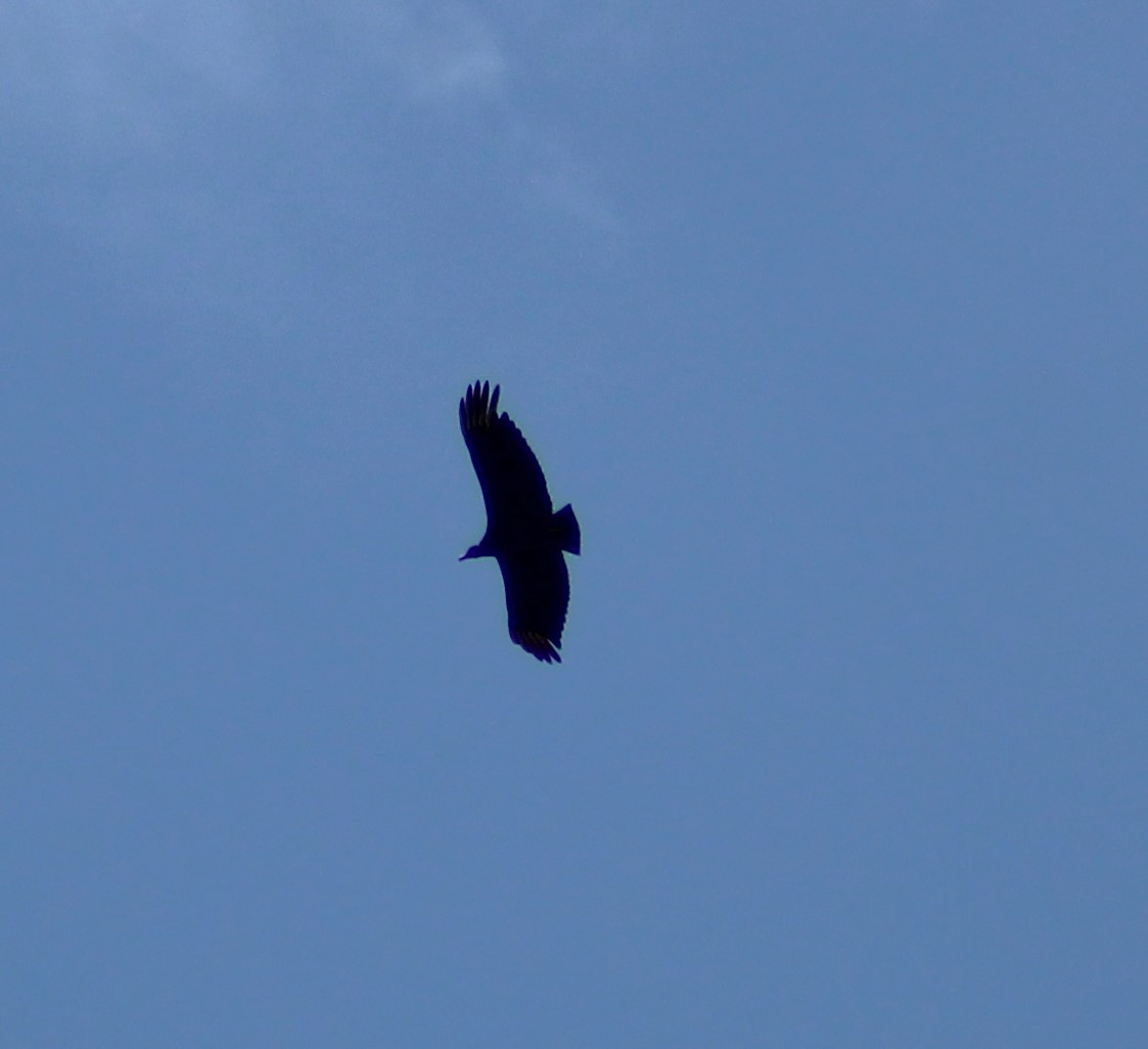 Black Vulture - ML642790536