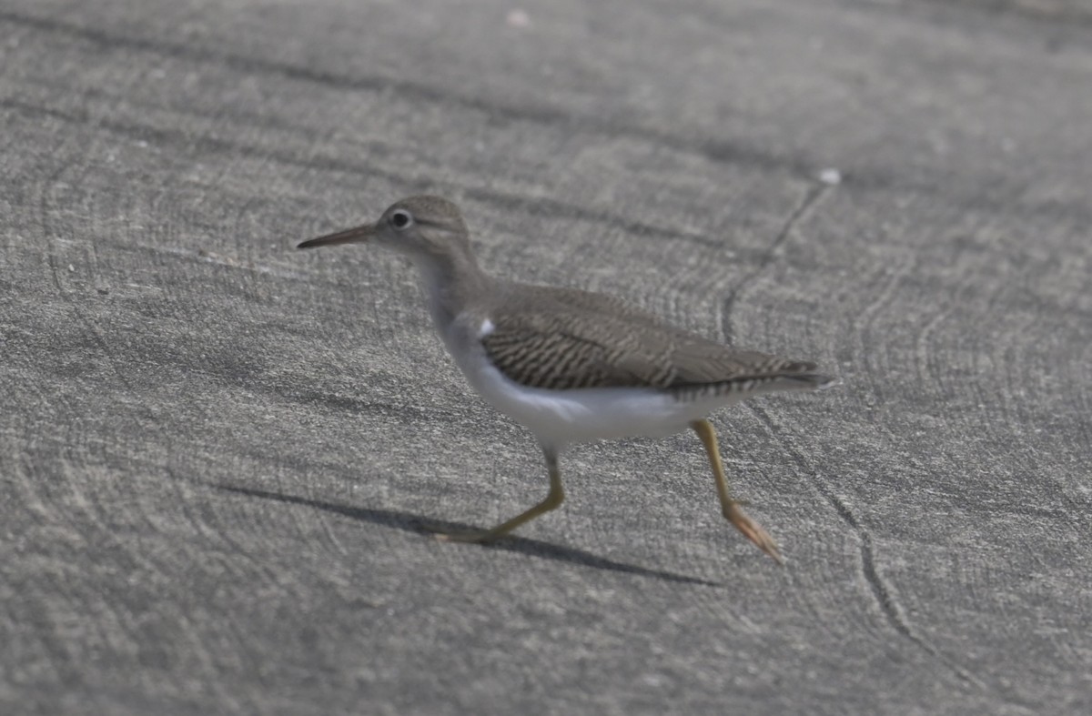 Spotted Sandpiper - ML642790539
